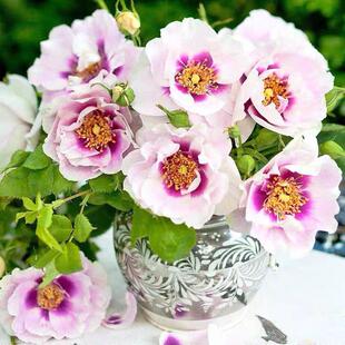 你的眼睛/万众瞩目 浓香勤花庭院花园阳台盆栽地栽月季花卉