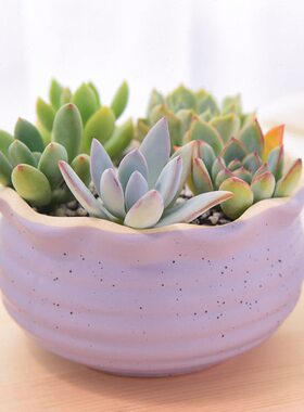 多肉植物含盆H-209萌宠套餐