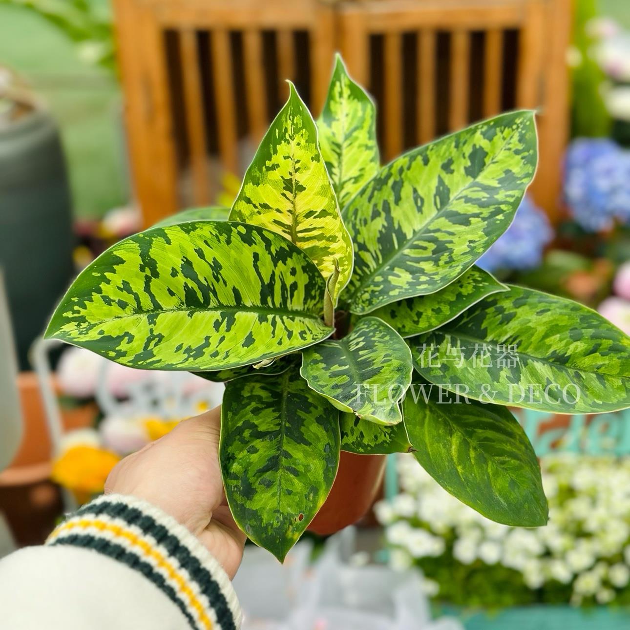 花与花器 迷彩千年健 迷彩粗肋草 万年青安达曼ins风室内盆栽绿植