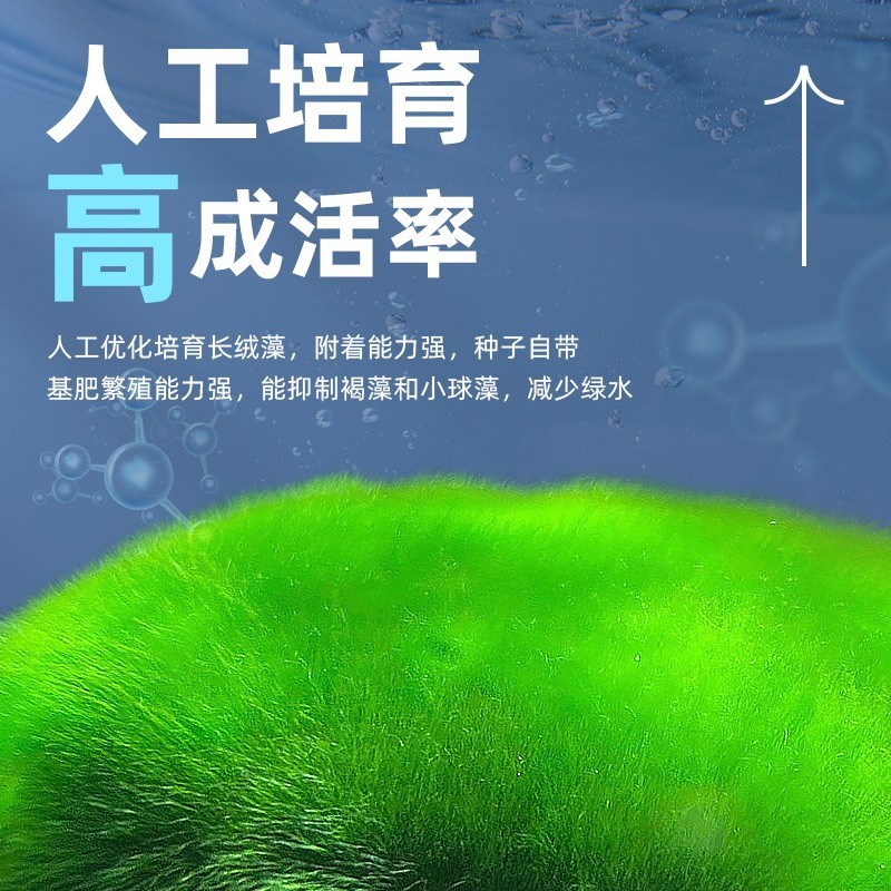 长绒藻短绒藻孢子绿水藻鱼缸爆藻绿藻绿苔种鱼缸造景爆Z藻长藻饲