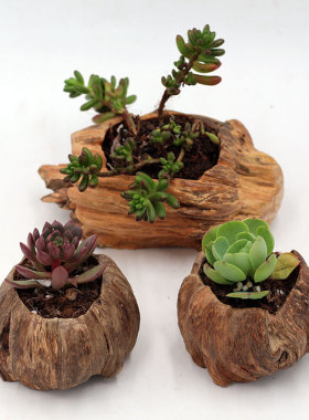 厂家销售松树瘤木雕摆件家居 多肉小花盆装饰品客厅Z工艺品包邮