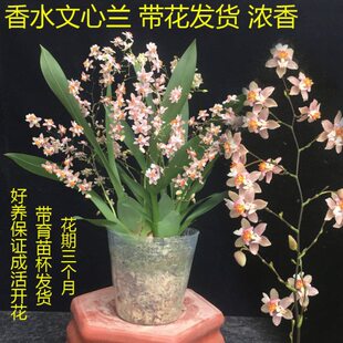 迷你文心兰梦香兰花盆栽带花苞浓香跳舞兰香水兰花苗原盆原土发货