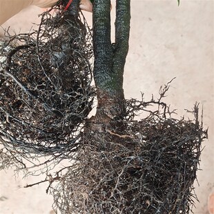 灌木金弹子瓶兰花原生母桩碳化坨坨老桩公母组合熟桩爆根带土发货