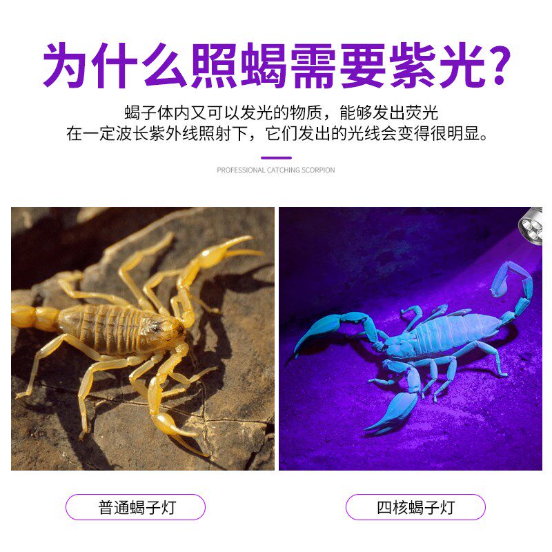 银诺蝎子灯强光款大功率型爆亮镭射紫光超长续航照蝎子专用手提灯