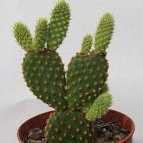 小型多肉植物---黄毛掌、红毛掌、白毛掌