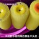 华德热卖 海绵拉毛滚筒刷8寸进口外墙橘皮花纹拉花刷硅藻泥工具