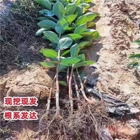 特大嫁接超甜太秋脆无核柿