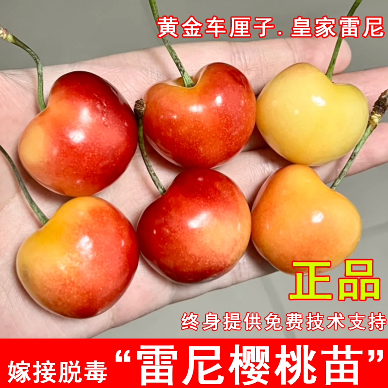 皇家雷尼大樱桃苗嫁接黄金车厘子树苗黄水晶庭院种植盆栽地载果苗