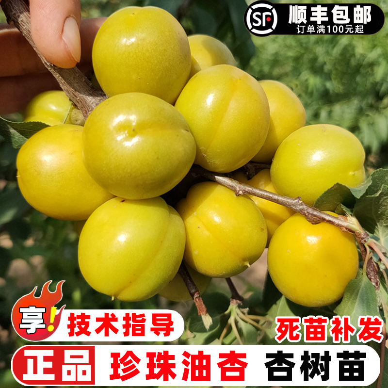 杏树果苗嫁接新疆珍珠油甜