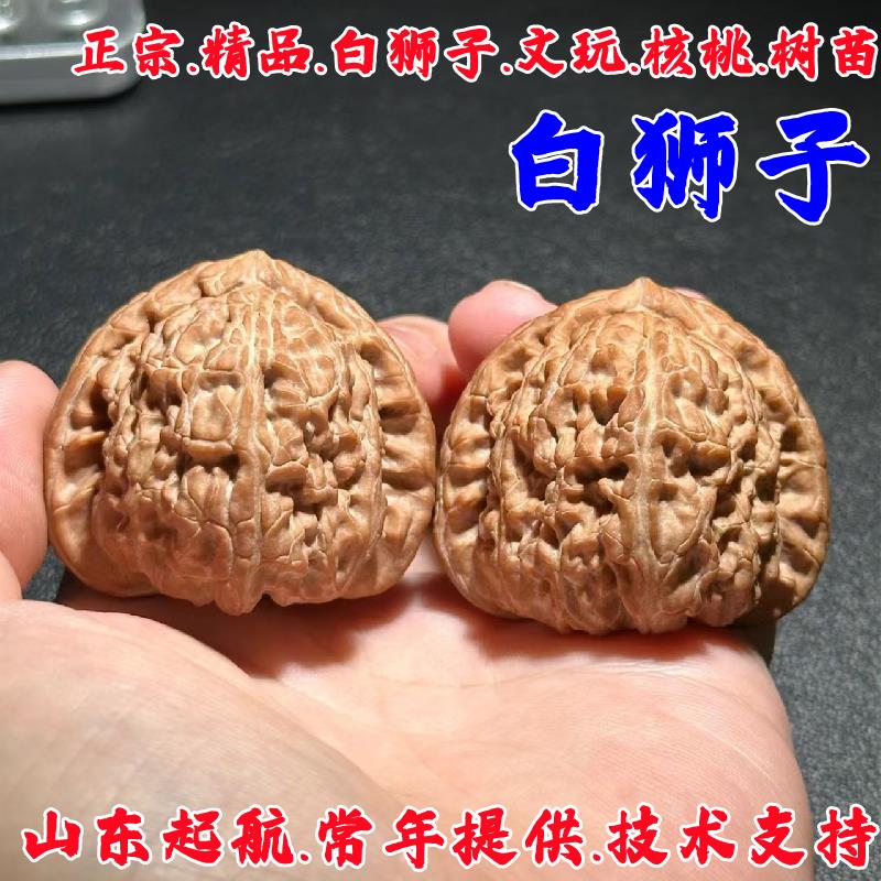 三角白狮子文玩核桃树苗苹
