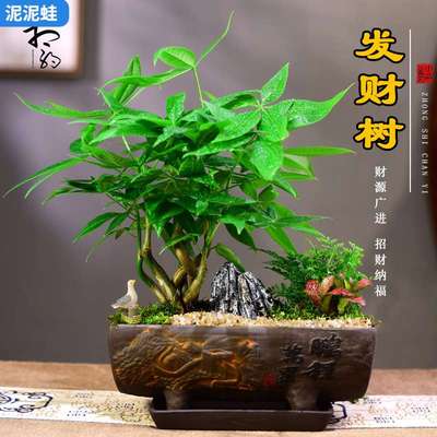 发财树盆室内盆栽文竹富贵竹组合桌面植物客厅办公盆景观赏好养