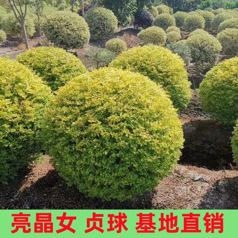亮晶女贞落地球别墅庭p院花境植物四季常青耐热耐寒亮金女贞落地