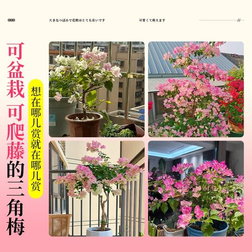 三角梅重瓣四季开花盆栽带花矮桩爬藤花卉老桩特大号阳台庭院好养