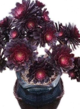 法师系列黑法师紫阳绒铜壶韶羞墨法师绿法师老桩多头群生多肉植物
