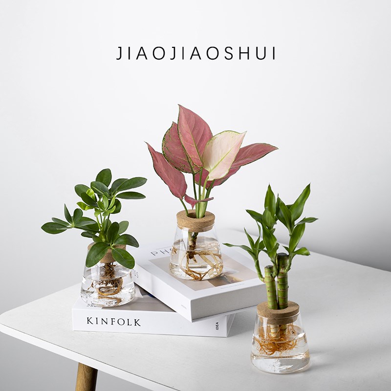 浇浇水 水培植物 室内办公室桌面绿植 懒人好养 净化空气桌面摆件