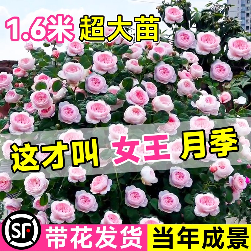 瑞典女王月季1米6大苗盆栽阳台庭院四季开特大花浓香玫瑰花卉植物