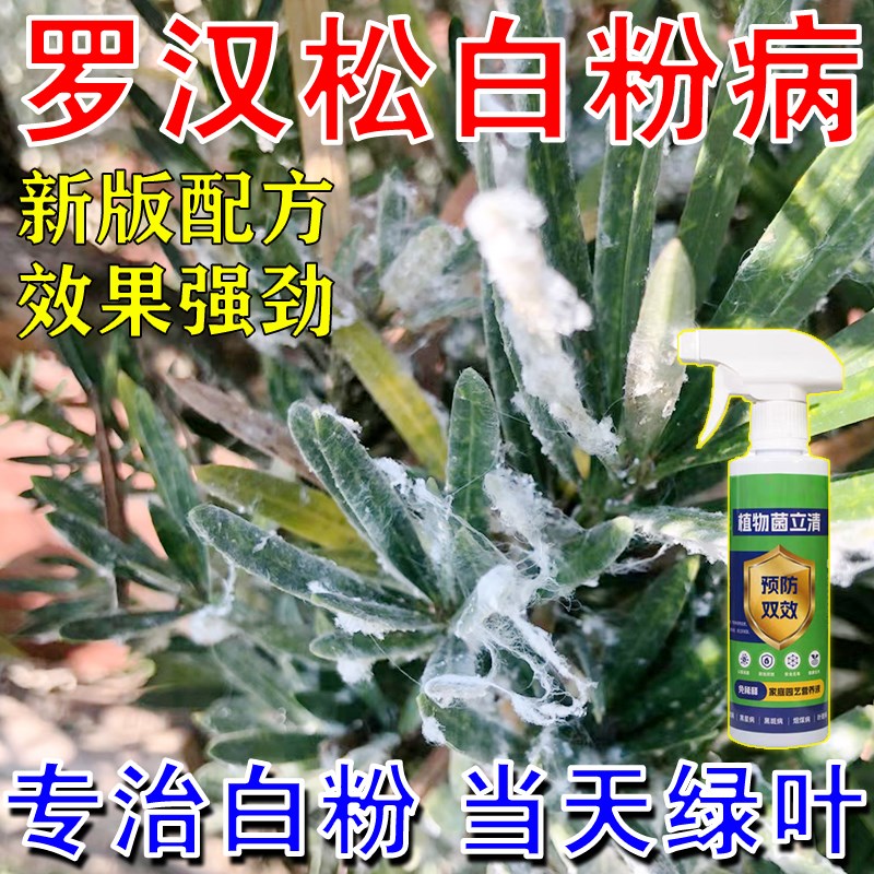 罗汉松白粉病专用药罗汉松叶枯病黑斑病植物盆栽杀菌剂营养液