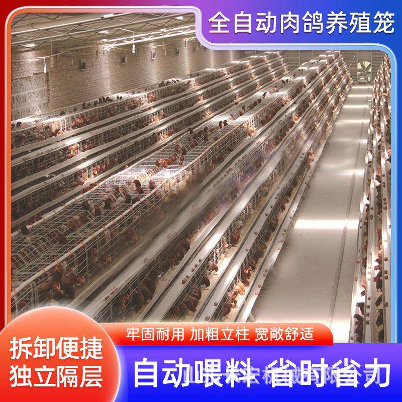 立式全自动四层清粪鸽子笼鹌鹑养殖育雏笼蛋鸡笼层叠式养鸡设备