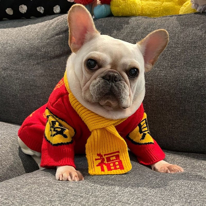 宠物潮牌新年衣服狗狗猫咪法斗泰迪雪纳瑞网红小狗V秋冬款过年毛