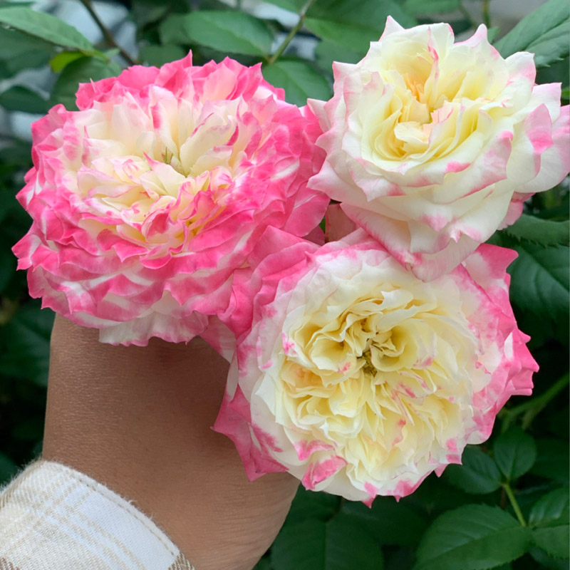初装月季花大苗复色直立特大花浓香四季开阳台庭院盆栽花卉绿植物