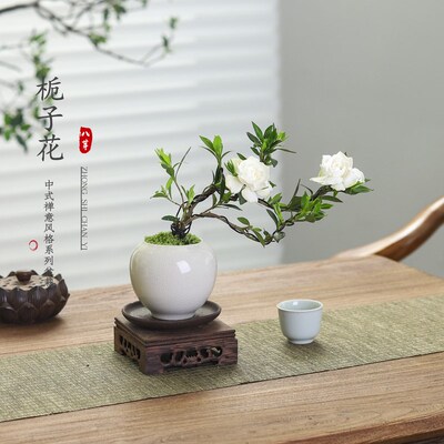 小叶栀子花盆栽植物室内四季好养花卉办公室内桌面带花苞绿植盆景