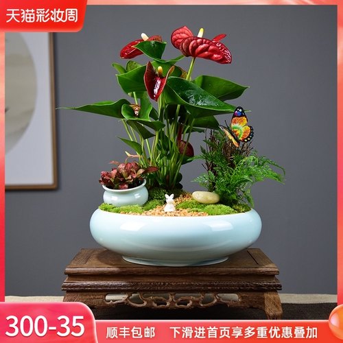 红掌盆栽一帆风顺盆景鸿运当头办公室内客厅花卉绿植四季好养植物