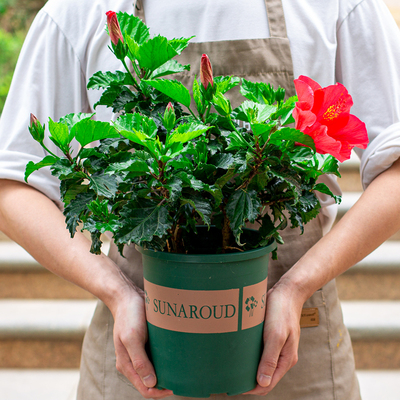 大红花扶桑花朱瑾盆栽花苗绿植阳台庭院四季开花好养易活植物花卉