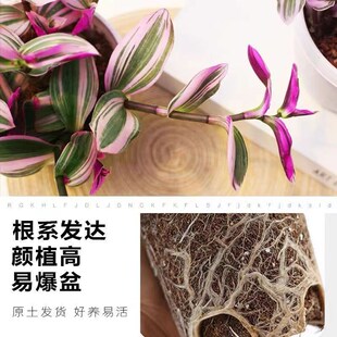 油画婚礼吊兰小盆栽紫露兰花室内办公室花卉绿植多肉水培垂吊植物