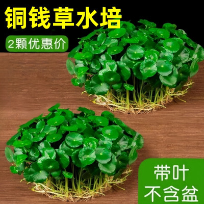 铜钱草水培植物老桩盆栽室