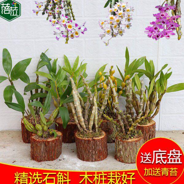 精选石斛枫斗 带木桩栽好 铁皮石斛蜂腰石斛稀有石斛名贵石斛栽好