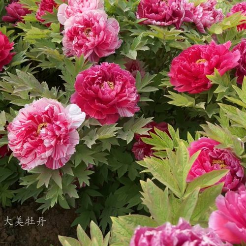 双色【岛锦】洛阳观赏大牡丹花苗 阳台花园庭院盆栽地栽 好养花卉