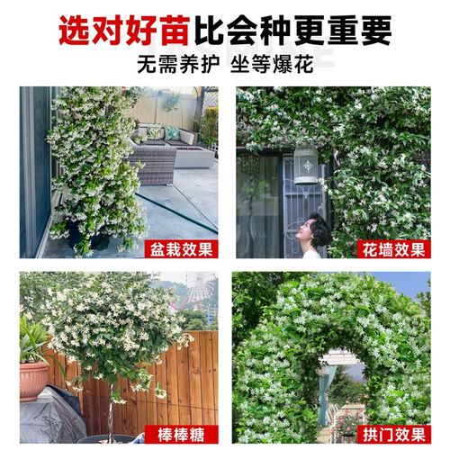 风车茉莉爬藤植物老桩大苗四季开花阳台盆栽庭院爬墙花卉耐寒好养
