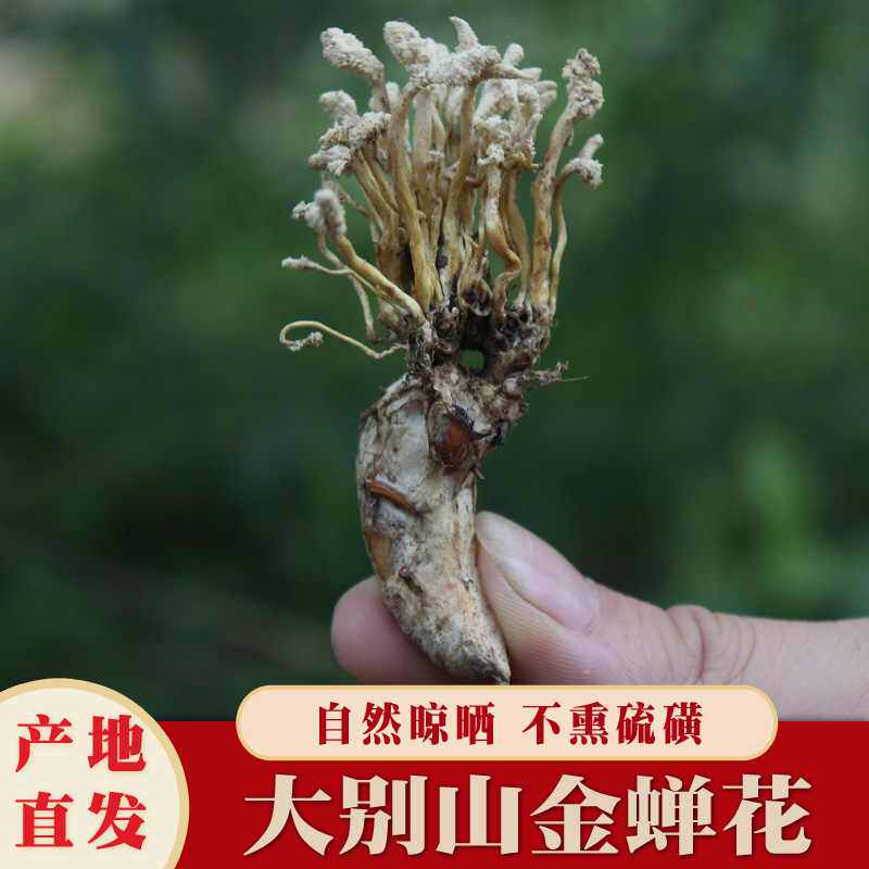 正宗大别山金蝉花野生虫草花竹林中药材野生无硫金蝉花虫草包邮