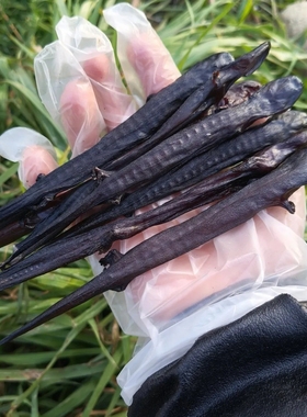 中药材娃娃鱼干羌活鱼白龙小鲵科大鲵 接jie骨丹 羌活鱼顺丰包邮