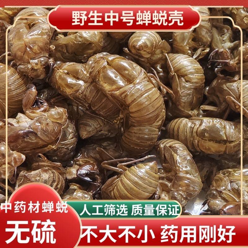 东北野生中号蝉蜕壳蝉衣200只现货速发完整度达到90以上