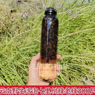 现货云南特产野生树蜂马蜂七里老蜂泡酒材料葫包蜂一瓶300只包邮