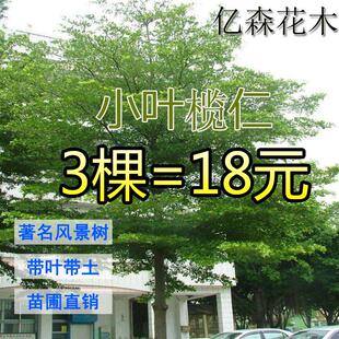 小叶榄仁树苗 雨伞树 细叶榄仁苗 非洲榄仁 绿化庭院遮荫盆栽地栽
