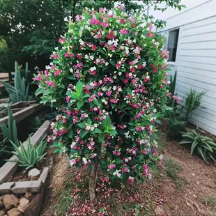 五彩锦带花树苗四季种植锦带花苗盆景耐寒耐热庭院绿化苗风景树