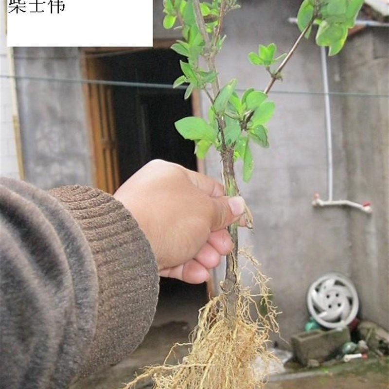 金银花苗树苗包邮植物金银花苗四季盆栽药用食用树桩盆景老桩爬藤