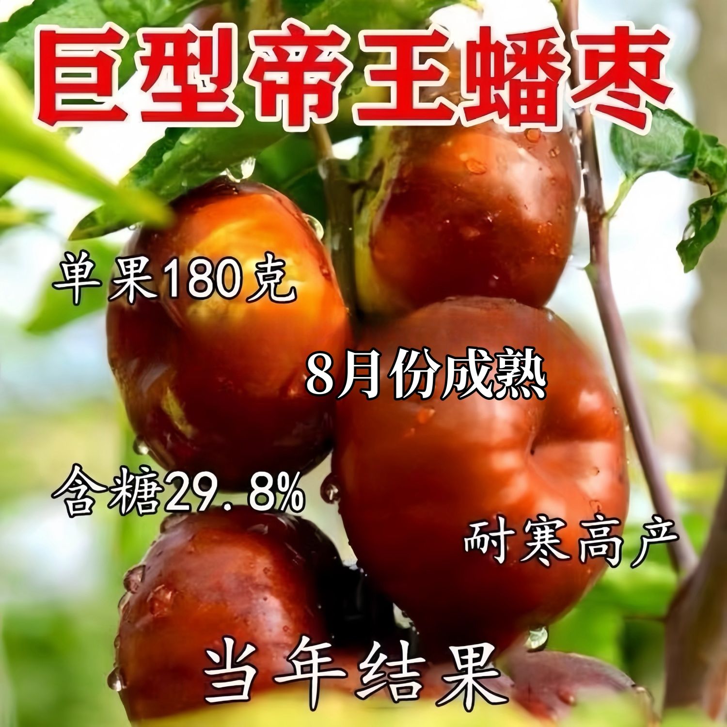 特大果无核龙蟠枣树苗嫁接