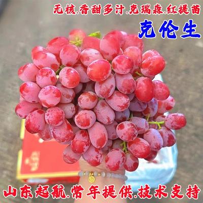 嫁接克伦生葡萄苗瑞森无籽