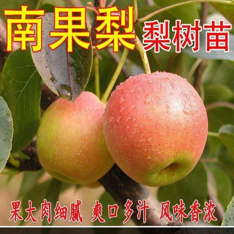 特大南国梨树苗香水东北耐