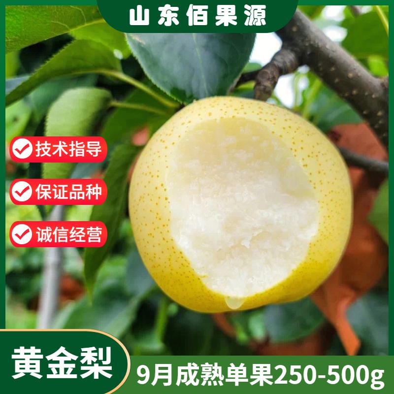 黄金梨树苗嫁接冰糖雪白酥