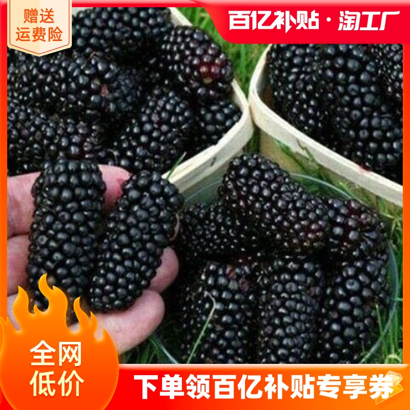 桑葚树苗果嫁盆栽南北方种