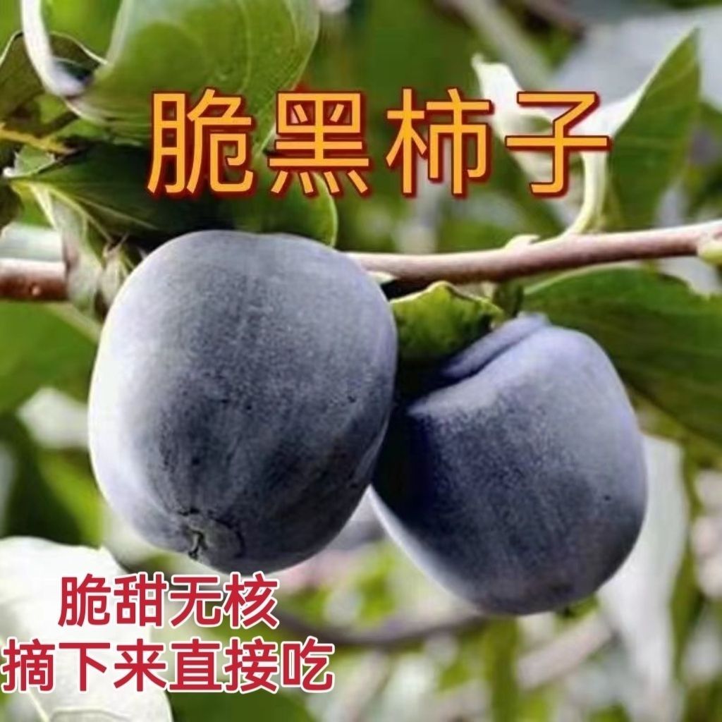 特大嫁接黑柿子果树苗超甜