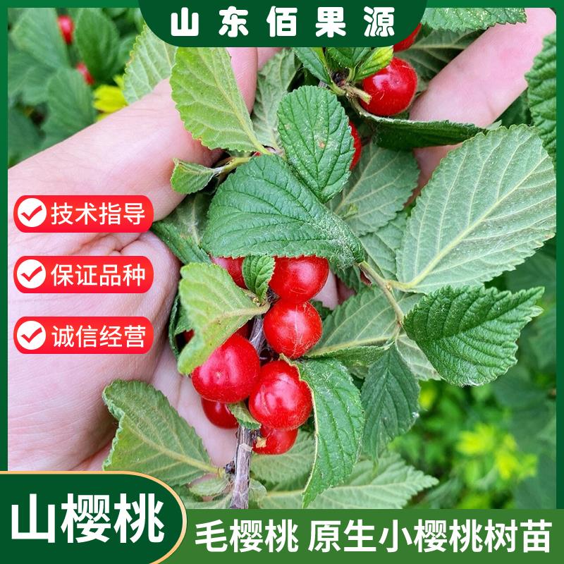 东北小樱桃野生山树苗矮化