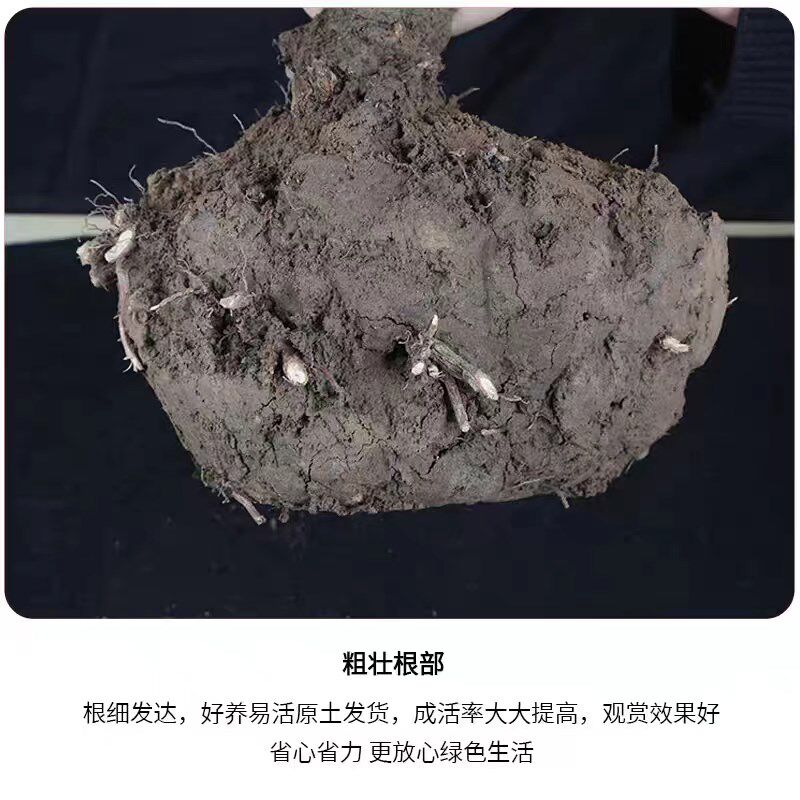 老桩梅花盆栽腊梅红梅盆景树苗耐寒好养活浓香型室内庭院种植花卉