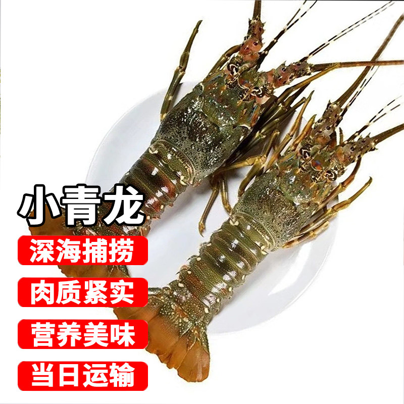 小青龙原箱进口鲜活冷冻大龙虾刺身级别似澳龙波士顿龙虾海鲜
