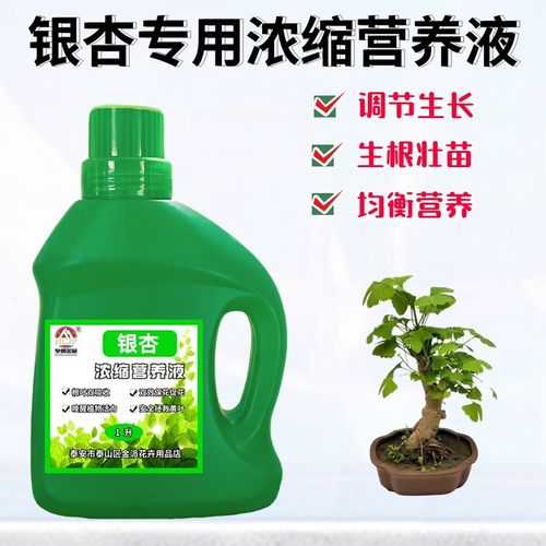 银杏树活苗白果专用浓缩营养液家用盆景栽绿植物黄叶通用养花肥料