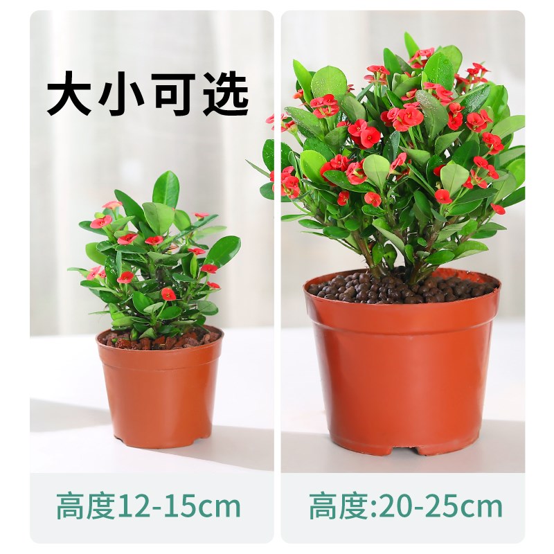 虎刺梅花卉盆栽易活植物室内办公室阳台耐旱铁海棠花四季开花不断